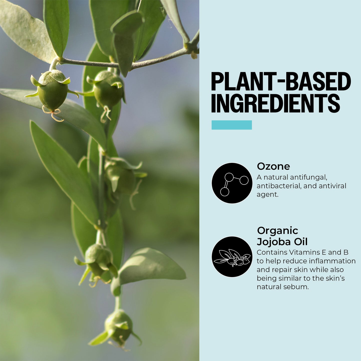 Plant-based ingredients with ozone and organic jojoba oil text on a blurred green background