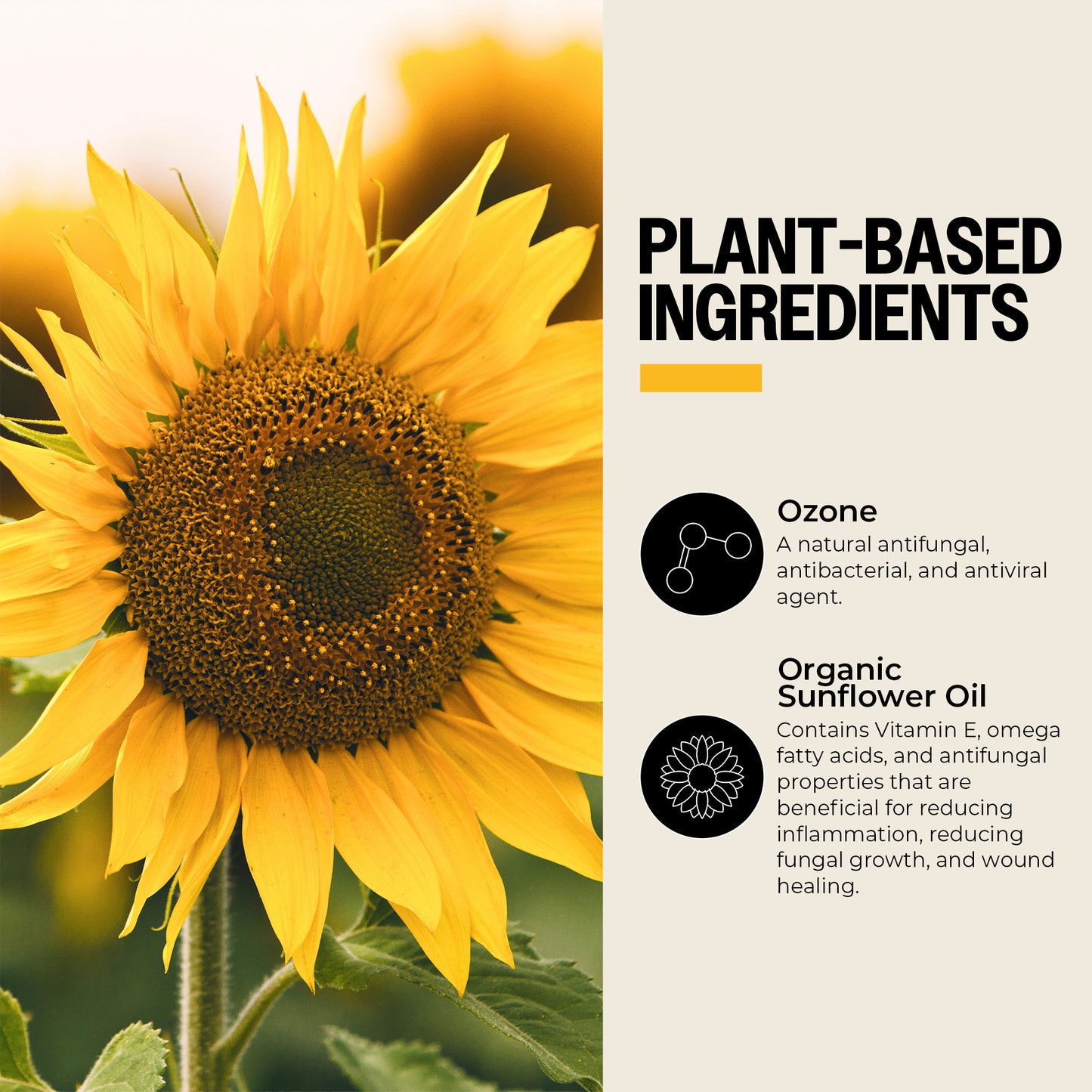 Sunflower with text about plant-based ingredients and their benefits