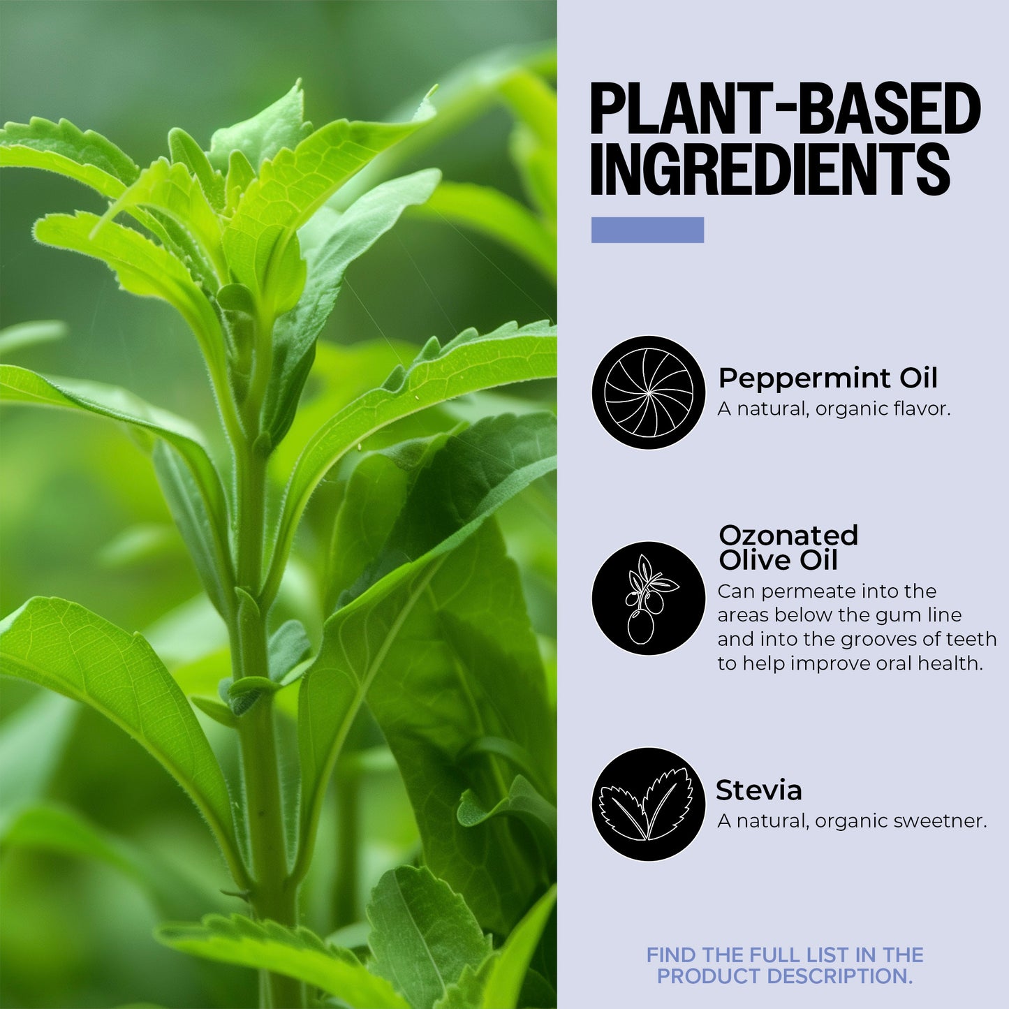 Plant-based ingredients with peppermint oil, ozonated olive oil, and stevia on a green background.